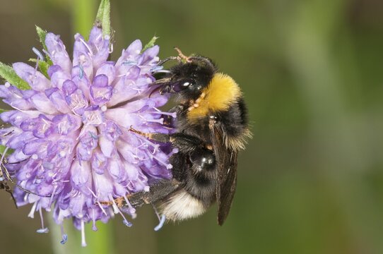 Vestal Cuckoo Bumblebee (Psithyrus Vestalis) Untergroeningen, Baden-Wuerttemberg, Germany, Europe