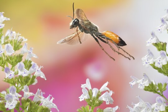 Red-banded sand wasp (Ammophila sabulosa) in flight on the flowers of small-flowered mountain mint (Clinopodium nepeta)