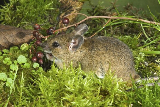 Yellow-necked Mouse (Apodemus flavicollis), Schwaz, Tyrol, Austria, Europe
