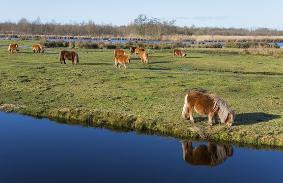 Horse, Horses (Equus), Ponies, Shetland Pony reflected in water, Earnewald, Eernewoude, Friesland, Frysl&acirc;n, Netherlands