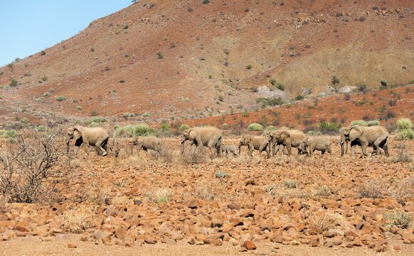 African desert elephants (Loxodonta africana), herd on rocky terrain, Damaraland, Namibia