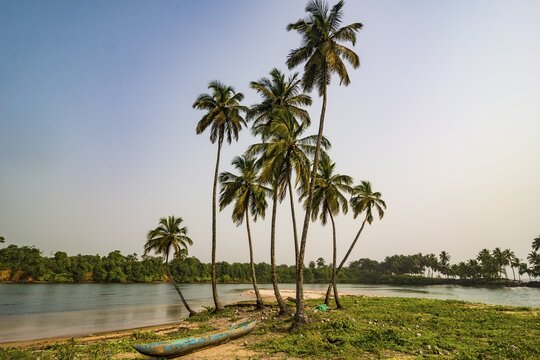 Palm trees and dugout, river near the ocean, south of Buchanan, Liberia