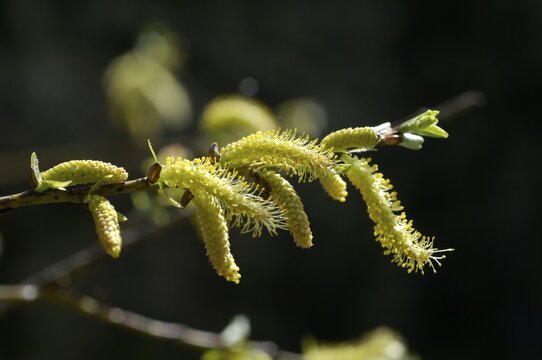 Pussy-willow flowers of Salix caprea