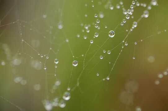 Spider net with dew drops