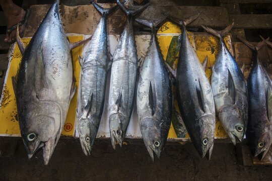 Fish for sale, Fishmarket, Mogadishu, Somalia