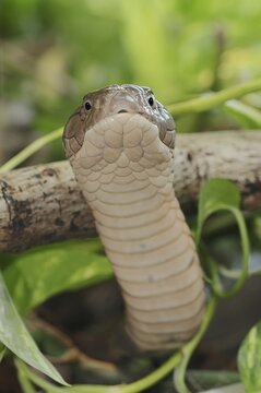 King cobra (Ophiophagus hannah), Thailand