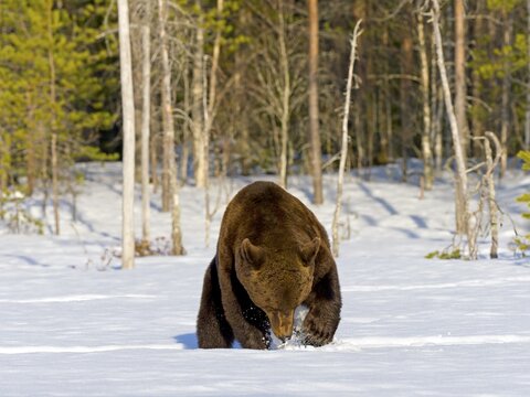 European brown bear (Ursus arctos) digging for food in the snow, forest edge, Northeast Finland, Kuhmo region, Finland