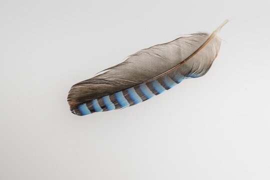 Feather of a jay (Garrulus glandarius), exempted, Vechta, Lower Saxony, Germany