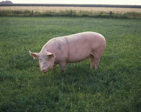 Pig on meadow Sus scrofa domesticus North Rhine-Westphalia Germany