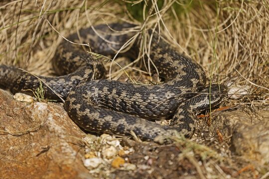 Common european viper (Vipera berus) sunning itself, Germany