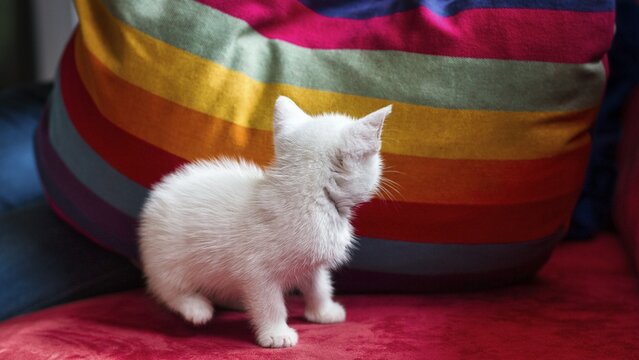 White kitten, house cat sitting on red sofa, looking at cushion in rainbow colours, Germany