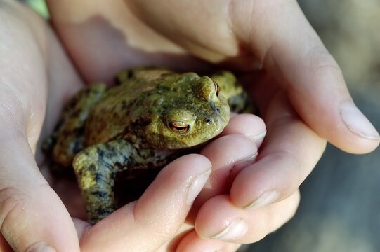 Common European toad ( Bufo bufo ) sitting in the hand of a child