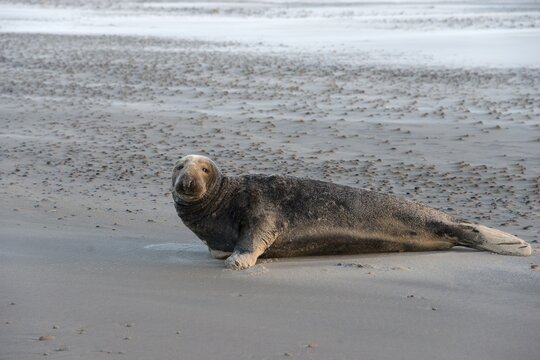 Grey (Halichoerus grypus) seal on the beach, North Sea, Skagerrak, Grenen, Skagens Gren, Skagen, North Jutland, Jutland, Denmark