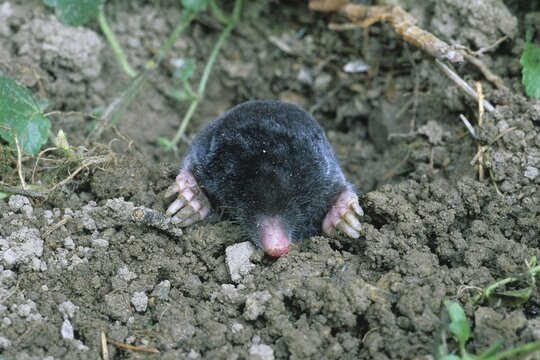 European Mole (Talpa europaea)