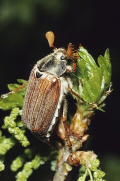 Maybug, cockchafer (Melolontha melolontha)