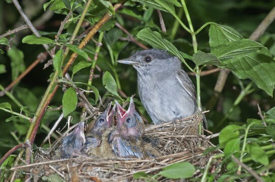 Eurasian blackcap (Sylvia atricapilla), male, in nest with fledglings, Baden-W&uuml;rttemberg, Germany