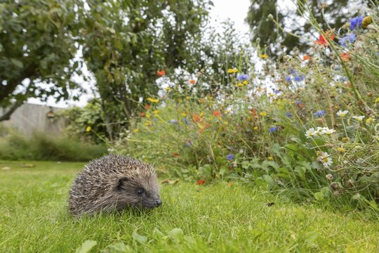 European hedgehog (Erinaceus europaeus) adult animal on a garden grass lawn next to a wildlfower border in summer, Suffolk, England, United Kingdom