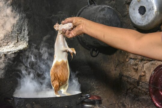 Local woman holding Cuy, giant guinea pig in a pot of boiling water for depilation, preparing for preparation to traditional Cuy dish, Cusco, Peru