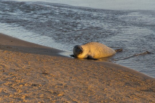 Seal on the beach, Baltic Sea, Kattegat, Grenen, Skagens Gren, Skagen, North Jutland, Jutland, Denmark