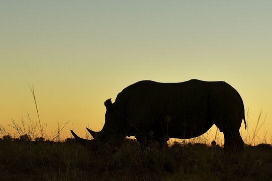 White rhinoceros (Ceratotherium simum), silhouette at sunset, Gocheganas, Khomas region, Namibia