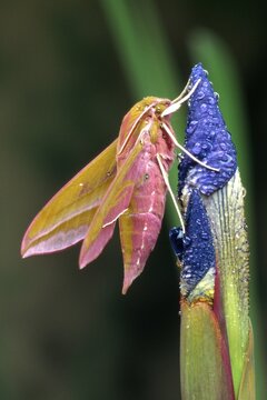 Elephant Hawk-moth (Deilephila elpenor) perched on a Siberian Iris (Iris sibirica), North Tirol, Austria