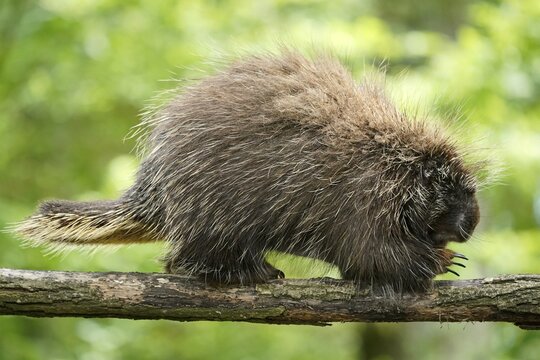 New World porcupine (Urson Erethizon Dorsatum) climbing on a branch, captive, France