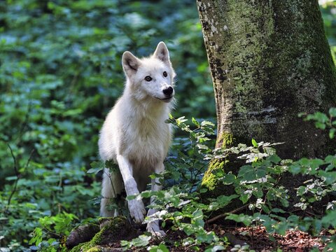 Arctic wolf (Canis lupus arctos), white wolf or Arctic wolf in the forest, captive, Eifel, Germany