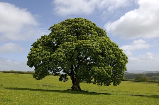 Maple tree South Devon England Grossbrittanien