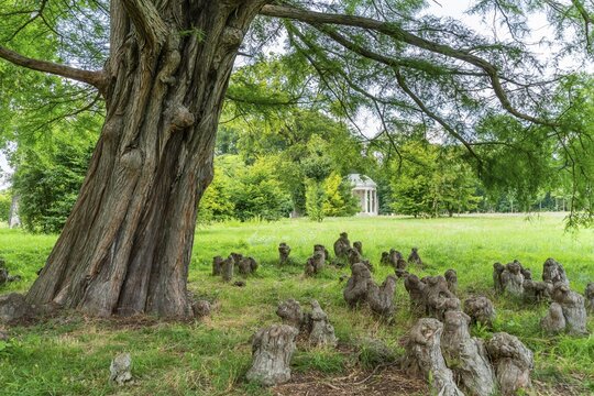 Bald cypress (Taxodium) with aerial roots, behind the Temple of Antiquity, World Heritage Site Park Sanssouci, Potsdam, Brandenburg, Germany