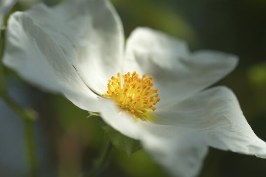 Dog rose Rosa canina
