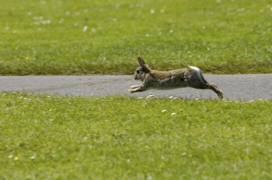 Rabbit Oryctolagus cuniculus sued-west England