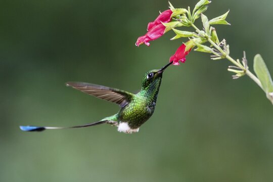 Booted racket-tail (Ocreatus underwoodii) on red flower , flying, rainforest, cloud forest, northwestern Ecuador, Ecuador
