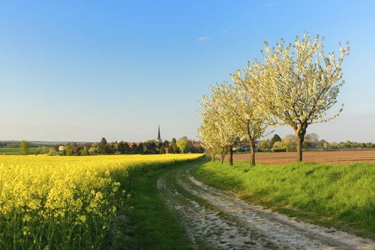 Cultural landscape in spring, blossoming rape field, ploughed field, country lane lined with blossoming cherry trees, blue sky, evening light, behind the village Flemmingen, near Naumburg, Burgenlandkreis, Saxony-Anhalt, Germany