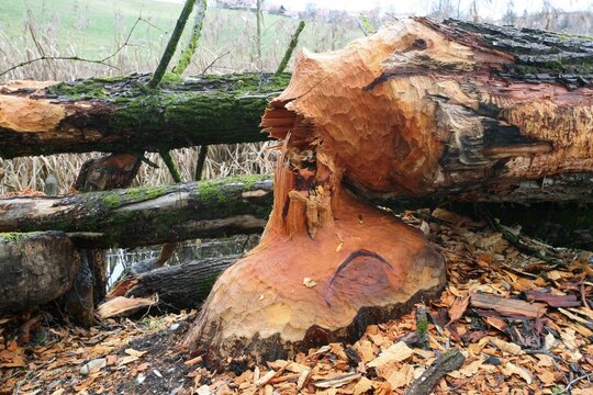Goat Willow (Salix caprea) felled by beavers, Allgaeu, Bavaria, Germany, Europe
