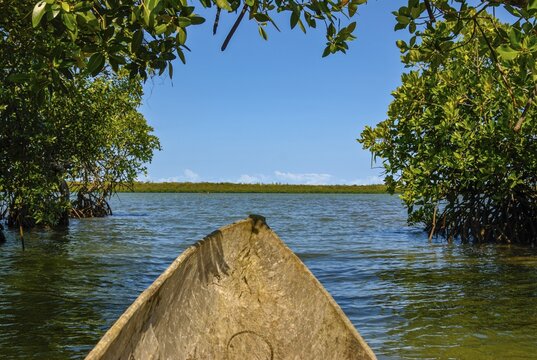 Mangroves on the island Ile Sainte-Marie although Nosy Boraha, Madagascar, Indian Ocean