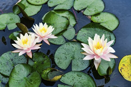 Unesco world site Orto Botanico di Padova, oldest botanical garden, Padua, Italy