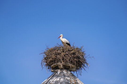 White stork (Ciconia ciconia) in its nest, historic water tower in R&uuml;hst&auml;dt, European Stork Village, Bad Wilsnack, Prignitz, Brandenburg, Germany