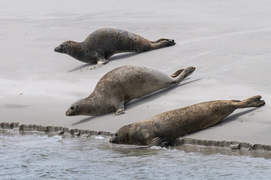 Harbor seals (Phoca vitulina) on a sandbank, Wadden Sea National Park, North Sea, North Friesland, Schleswig-Holstein, Germany