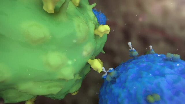 Immune cells mediate killing of effector T cells via ADCC. Antibody-dependent cellular cytotoxicity triggers target T cell death. 3D animation of immune regulation.