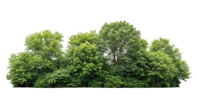 A dense cluster of green trees sits atop a transparent background. The trees have full, lush foliage and create a solid, rounded shape.
