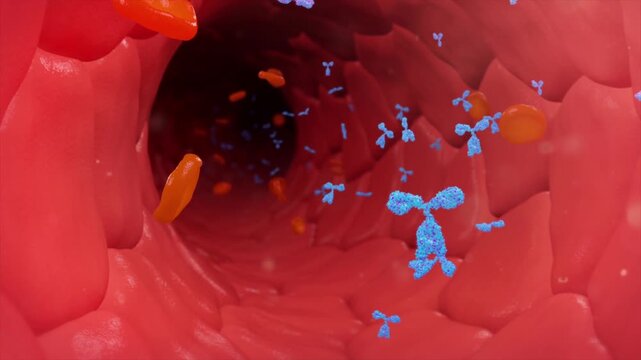 PD-1 monoclonal antibody flows through blood vessels, circulating throughout the entire body via the bloodstream. 3D animation of systemic drug distribution.