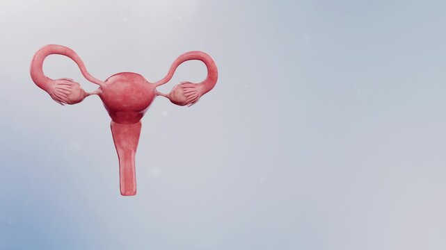 Complete female reproductive anatomy: uterus, fallopian tubes, ovaries, cervix, and vagina. 3D medical animation for gynecology education and surgery planning.