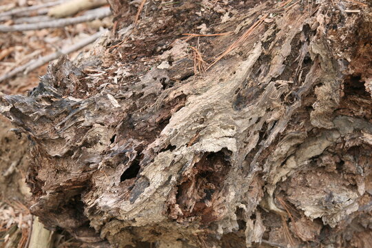 Highly textured tree trunk
