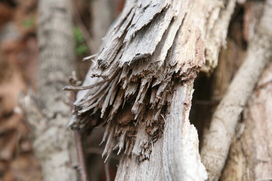 Splintered tree branch
