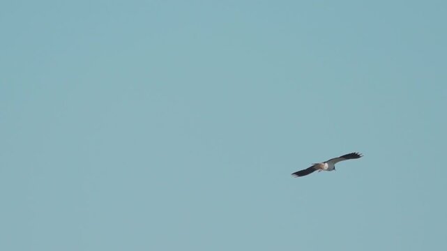 Northern Lapwing (Vanellus vanellus). Northern Lapwing in flight against a blue sky. Slow motion.