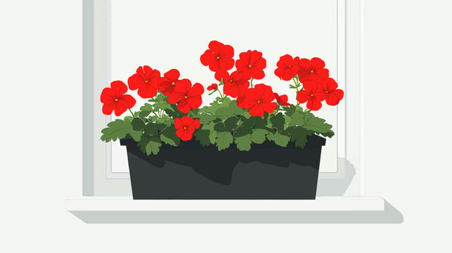 Bright red geraniums in a black rectangular pot on a windowsill