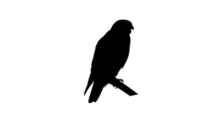 Fototapeta premium A bird silhouette perches on a branch in a natural setting.