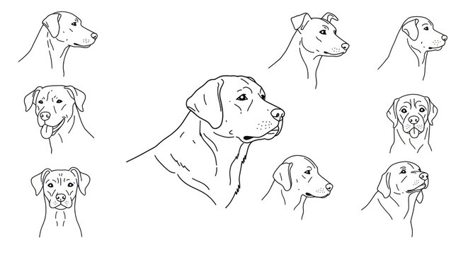 An illustration of various dog breeds and their profile views are shown.