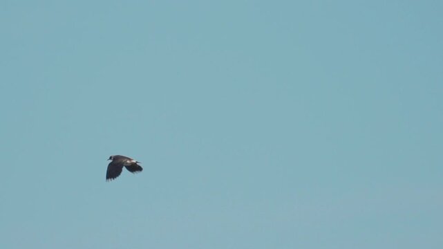 Northern Lapwing (Vanellus vanellus). Northern Lapwing in flight against a blue sky. Slow motion.