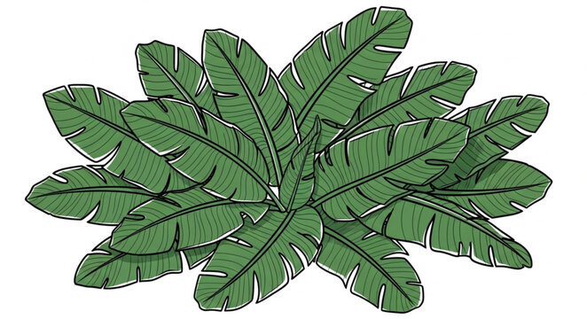 Green Banana Leaves Plant Top View Illustration.
